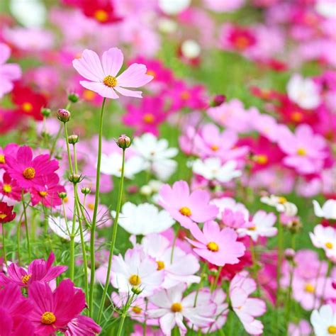 Cosmos Sensation Mix Seeds Theseedcollection