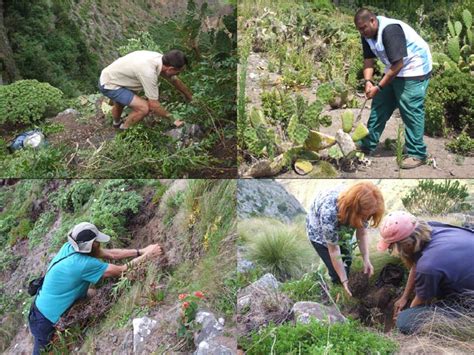 Invasive Clearance And Reintroduction Of Endemic Species In St Helena