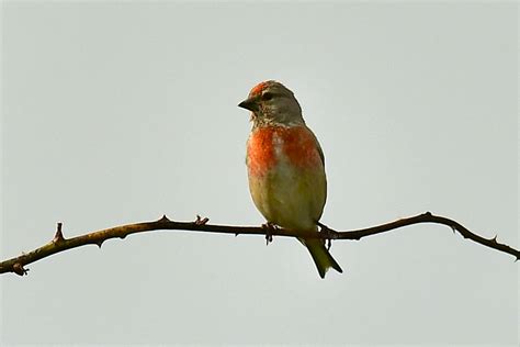 Finken sind eine familie der singvögel. FAMILIE der Finken | Naturschutz Ruhr