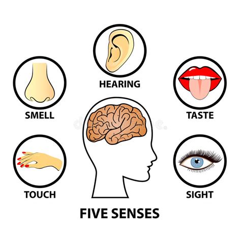Human Five Senses Education Concept Stock Vector Illustration Of