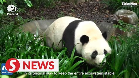 How Can We Stop Giant Panda From Going Extinct