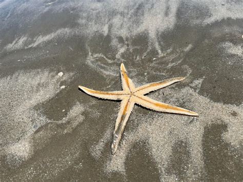 Giant Starfish On Texas Beach Woman Sees Big Sea Star At Port Aransas