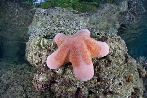 Granulated Sea Star Choriaster Granulatus World Inside Pictures