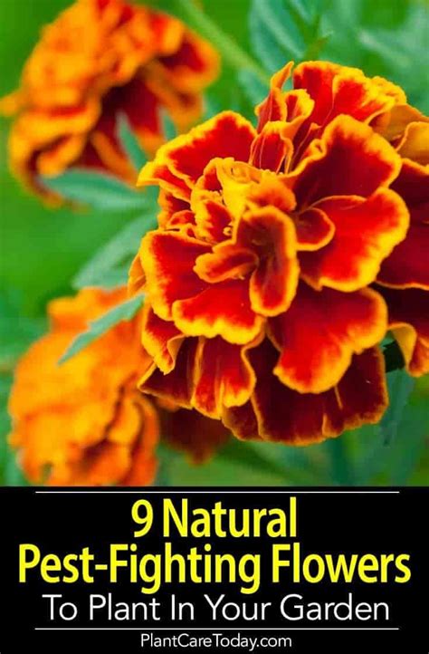 Natural Pests Control This List Of 9 Pest Control Flowers And Plants