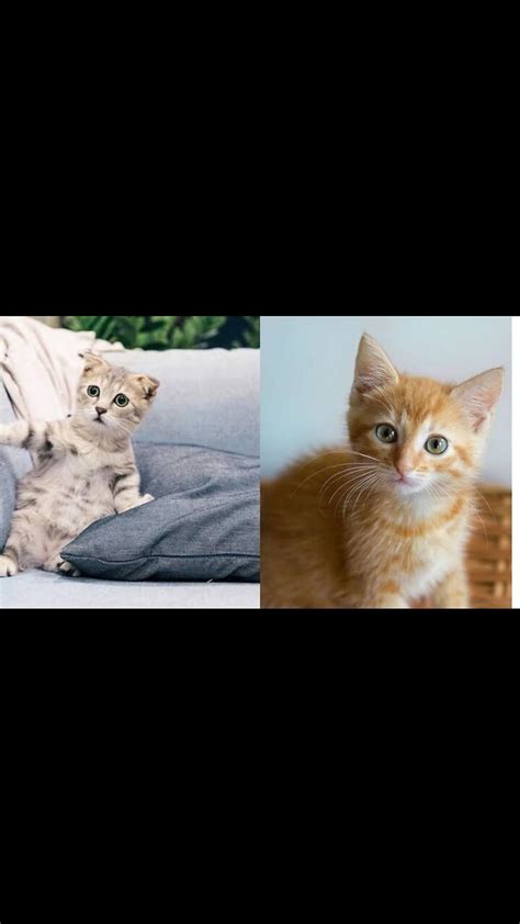 Most Funny Cutest Cat Compilationcutest Dogs One News Page Video