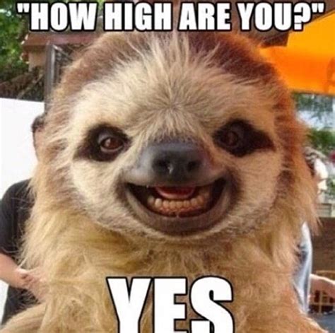 How High Are You Yes Animals Fun Meme Sloth High Yes Baby