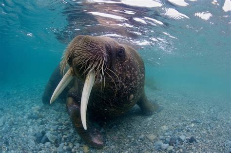 Walrus Odobenus Rosmarus Rosmarus Svalbard Norway Marine Mammals
