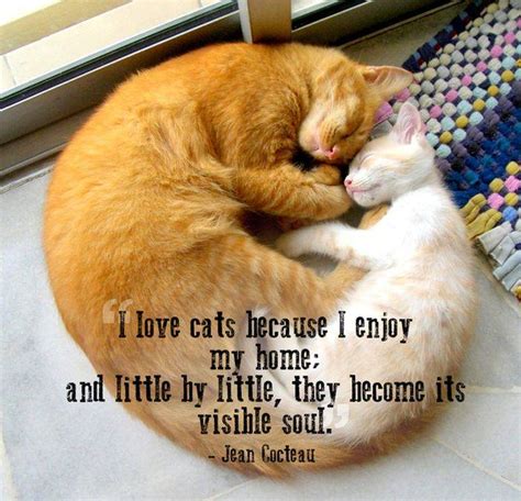 Inspirational Quotes About Pets Quotesgram