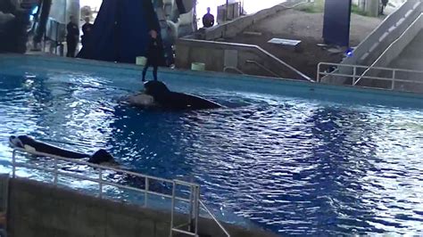 Killer Whales Up Close July 29 2015 Seaworld San Antonio Youtube