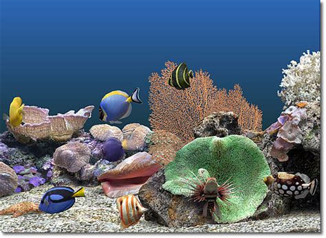 Free Download Marine Aquarium Wallpaper Free Hd Backgrounds Images