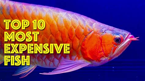 Top 10 Most Expensive Aquarium Fish - YouTube