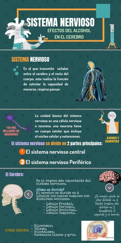 Info Sistema Nervioso
