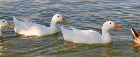 If you intend on breeding show quality birds keep in mind that you must be prepared to cull the flock of the young ducks at an early age. Breaking News: The Duck is Cooking. :)