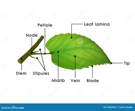 Leaf Structure Detail Royalty Free Stock Photo 6108081