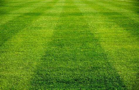 Why You Need Sharp Mower Blades The Turfgrass Group Inc