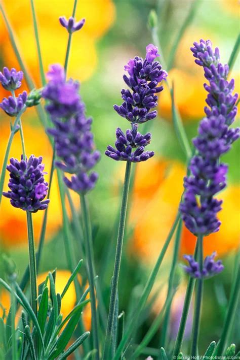 Lavenders Summer Dry Celebrate Plants In Summer Dry Gardens