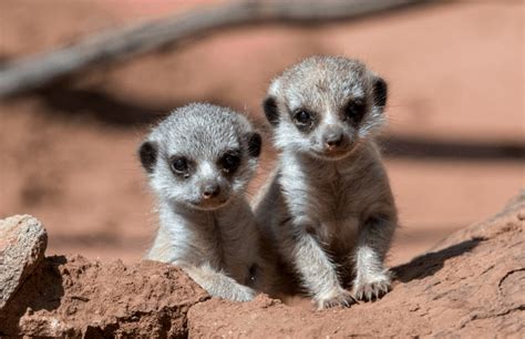 Monarto Zoo Celebrates The Birth Of Its Very First Meerkat Pups