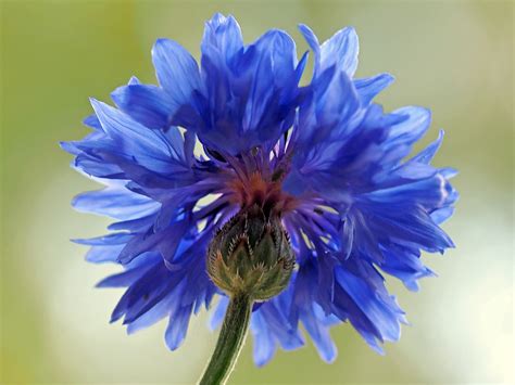 Free Images Nature Flower Petal Live Herb Produce Blue Flora