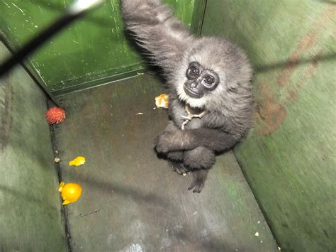 Reinforcement Of The Endangered Javan Gibbon Hylobates Moloch