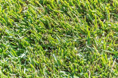 St Augustine Grass Vs Centipede Grass Whats The Difference