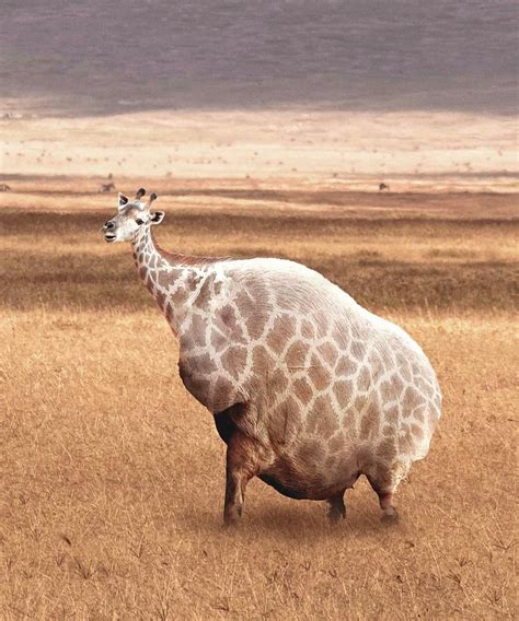 Cute Funny Fat Giraffe Digital Art By Random Galaxy Pixels