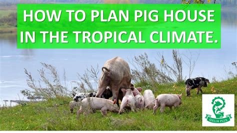 How To Plan Pig House In Tropical Climate YouTube