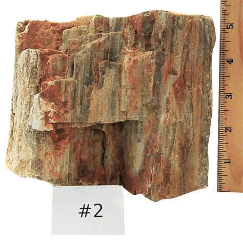 Petrified Wood Fossilized Wood Specimen Petrified Wood