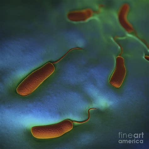 Cholera Bacteria Photograph By Science Picture Co Pixels