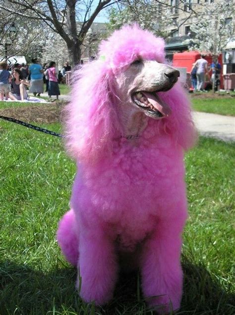 Pink Poodle Cães
