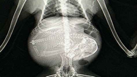 These 19 X Rays Of Pregnant Animals Make Giving Birth Seem Even More Of