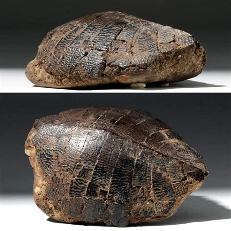 Sold At Auction Ancient Fossilized Turtle Shell