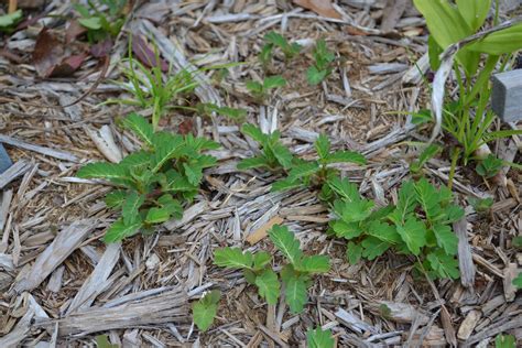 Consider Landscape Fabric Carefully Gardening In The Panhandle