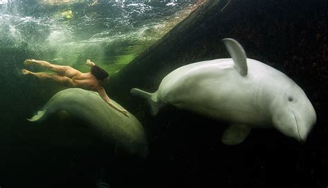 Two Time World Champion Free Diver Natalia Avseenko Swims With The White Whales In The White Sea