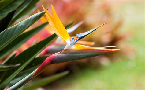 Enjoy our curated selection of 5 bird of paradise wallpapers and backgrounds. Wallpapers Birds Of Paradise - Wallpaper Cave