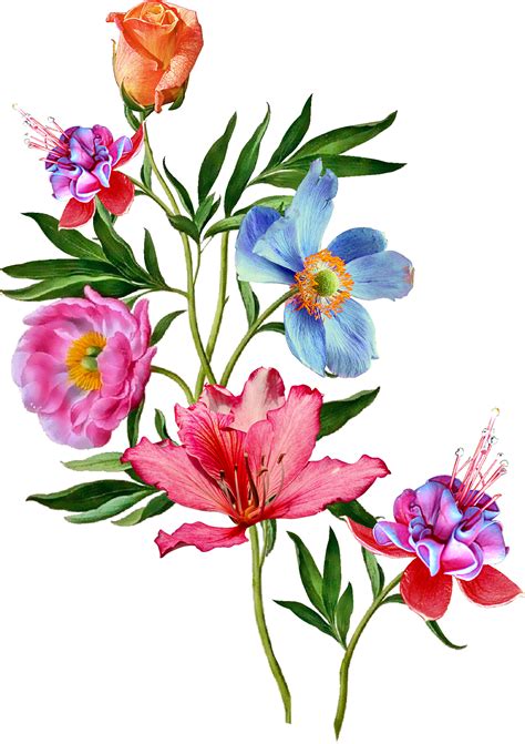 Pin by haydee aedo on laminas | Watercolor flowers, Botanical flowers, Vector flowers