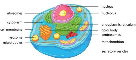 Consider This Animal Cell Which Organelles Are Labeled G Udwka