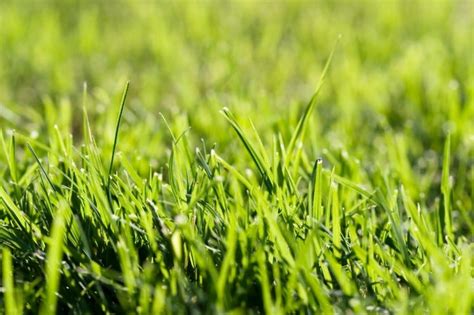 How To Make Your Grass Green Fast By Linda Dstrayer Medium