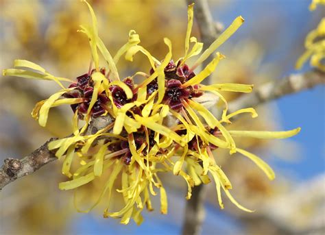 In this article we share the info on proper growing conditions and care. Witch Hazel Vs. Aloe Vera: SPICEography Showdown ...
