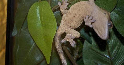 Can Someone Help Me Determine The Sex My Crested Gecko Imgur