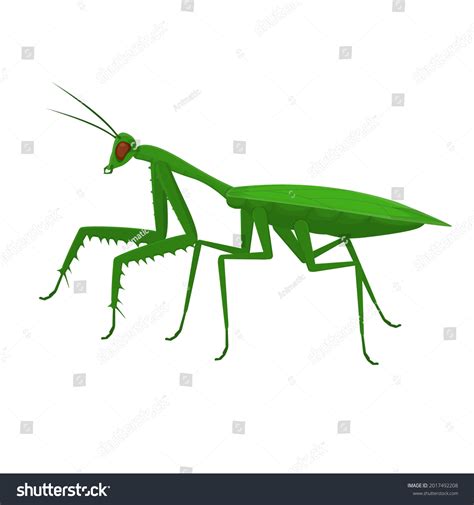 Mantis Insect Mantis Vector Illustration Royalty Free Stock Vector