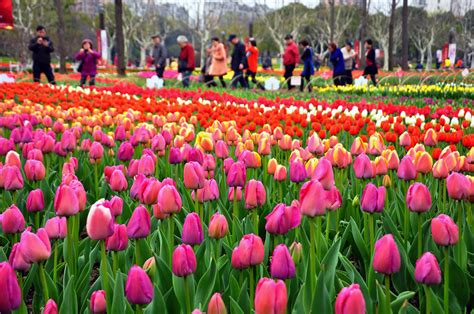 Spring Flowers Bloom Across China 1 Cn