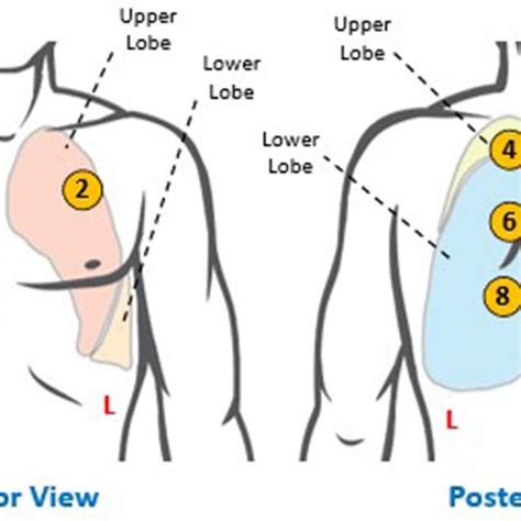 Anatomy Of The Lungs And Auscultation Sites The Anterior And Posterior