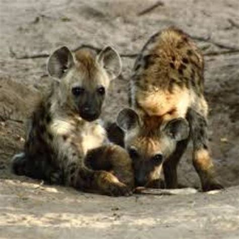 10 Interesting Hyena Facts My Interesting Facts