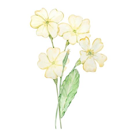 Premium Vector Watercolor Bouquet Primrose February Birth Month Flower