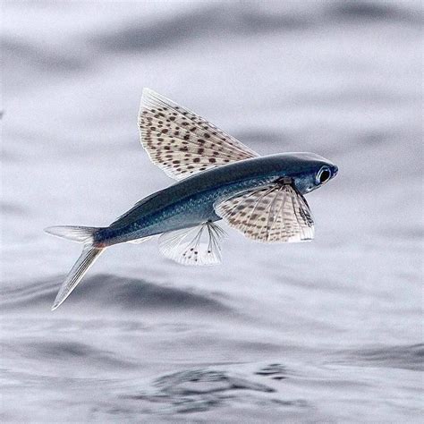 A Flying Fish Glides Gracefully Through The Air 🐟😍 There Are Some 40