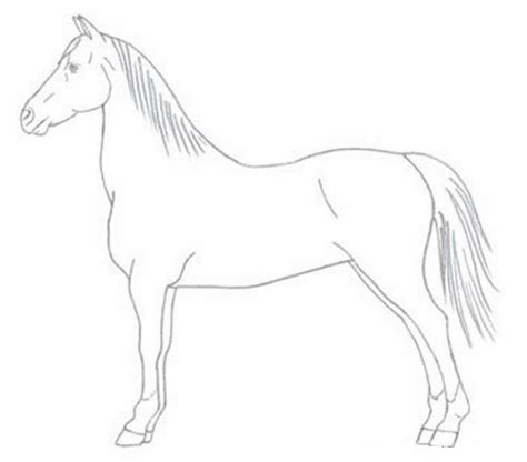 Der illustrator bekommt das buch, um bilder zum buch zu malen. Wenn Sie einen Pferd zeichnen lernen wollen, dann sind Sie richtig gekommen. Schauen Sie mal ...