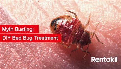 By nature, bed bugs are extremely persistent. Myth Busting: DIY Bed Bug Treatment