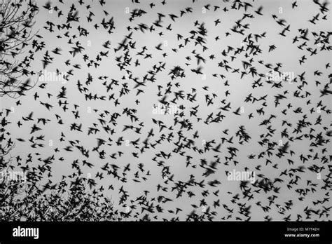 Flock Of Flying Birds In Black And Whitebirds In The Air Some In