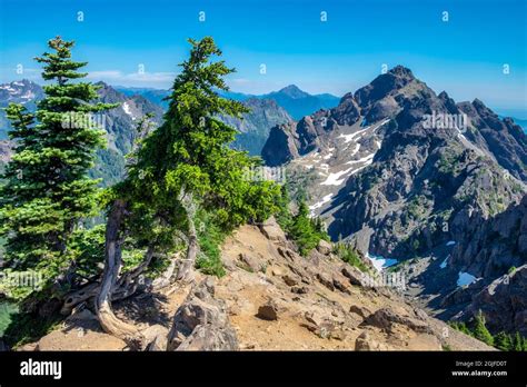 Mount Ellinor Trail Olympic National Park Washington State Usa Stock