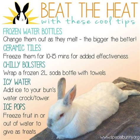 Saw This Shared On Facebook How To Keep Bunnies Cool In The Heat